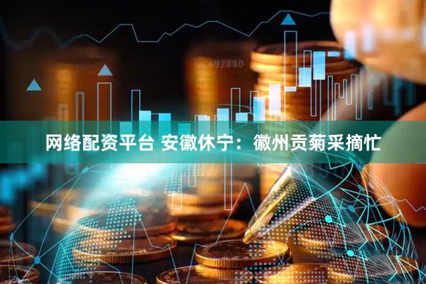 网络配资平台 安徽休宁：徽州贡菊采摘忙